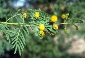 It is noted for attracting wildlife. Medicinal Uses Of Acacia Nilotica L Delile Medicinal Plants Acacia Acacia Tree