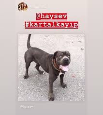 Geciciyuva Pansiyon Haytap Beforeafter Animals Animalrescue Rescue Help Turkey Hayvankurtarma Hayvansahiplendirme Paw Pat Animal Rescue Paw Animals