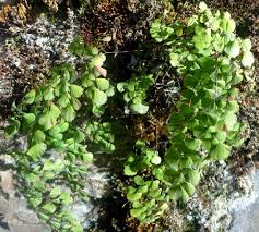 Image result for Adiantum soboliferum