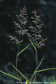 Image result for Eragrostis inamoena