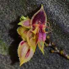 Image result for Coelorachis lepidura