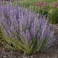 Photo Essay Extremely Long Bloomers Perennial Resource Perennials Plants Border Plants