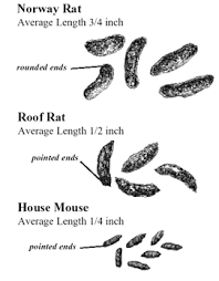 Select pest & shop pest control supply. Rodent Control