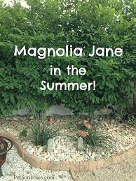 Check spelling or type a new query. Magnolia Jane You Absolutely Need This Stunning Flowering Tree Garden Sanity By Pet Scribbles