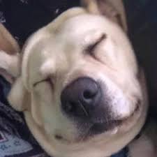 Maybe you would like to learn more about one of these? Pet First Vet Home Facebook