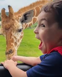 When a guest shares a photo like this, it's the highest compliment. ❤️  Thanks to Joseph and his grandson Nick for this gem! 💎 📷 #giraffe  #wildlifepark #fossilrim