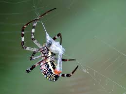 Not only will you learn how to get rid of the webs. 8 Captivating Facts About Spider Silk