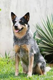 Australian Cattle Dog Blue Heeler Dog Breeds Pictures Australian Cattle Dog Aussie Cattle Dog