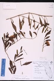 Image result for Aniseia martinicensis