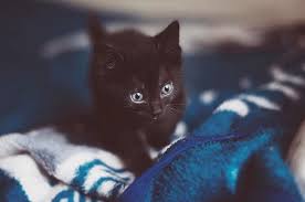When you adopt a cat with cats protection, you can be sure they. Seattle Animal Shelter Offers Free Black Cat Adoption This Black Friday Bored Panda