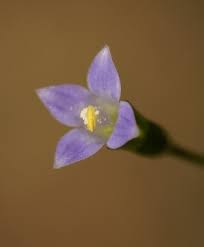 Image result for Wahlenbergia perrottetii