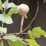 Image result for Khaya anthotheca