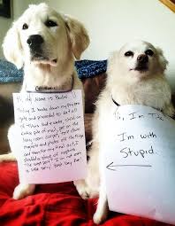 These Naughty Dogs Are Shamed For The Most Hilarious Reasons Page 17 Of 23 Funny Dog Faces Cute Animal Memes Dog Shaming