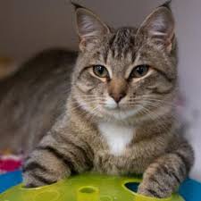 113,772 likes · 1,218 talking about this · 19,224 were here. Training Resources Animal Services