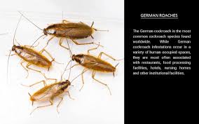 We did not find results for: Avay Pest Control Pest Control Solutions Pest Control