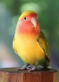 Lovebird On A Pedestal Greeting Card For Sale By Andrea Lazar Pet Birds Cute Birds Funny Birds