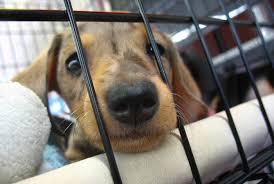 The good thing is that the schedule is quite flexible according to how much time you can give. All You Need To Know About Volunteering At Your Local Animal Shelter One Green Planet