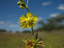 Image result for Vahlia