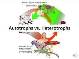 Autotrophs Vs Heterotrophs Youtube Carbon Cycle Cellular Respiration Photosynthesis