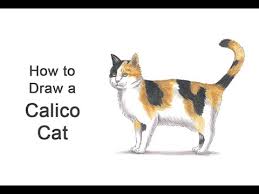 Male calico cats are the offspring with a genetic anomaly of parents representing many possible cat breeds. How To Draw A Cat Calico Youtube