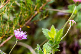 Image result for Sphedamnocarpus pruriens