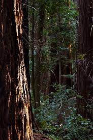 Check spelling or type a new query. Hendy Woods State Park Wikipedia