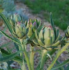 Epingle Sur Vite Je Plante