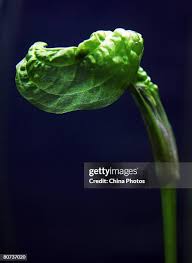 Image result for Ottelia ulvifolia