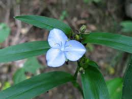 Image result for Commelina aspera