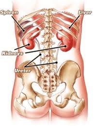 The rib cage is the arrangement of ribs attached to the vertebral column and sternum in the thorax of most vertebrates, that encloses and protects the vital organs such as the heart, lungs and great vessels. What Is On Your Left Side Under Your Ribs Quora