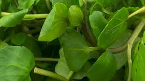 فوائد أكل الجرجير للشعر In 2020 Plant Leaves Watercress Watercress Benefits