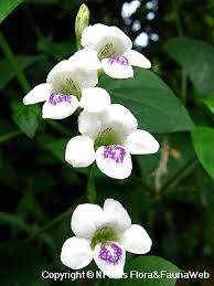 Image result for Asystasia intrusa