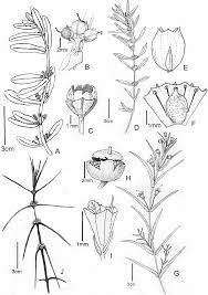 Image result for Nesaea erecta