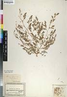 Image result for Euphorbia polycnemoides