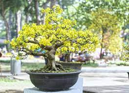I have found people's evaluation of soils faulty. Growing Bonsai Tips For Beginners Smooth Decorator