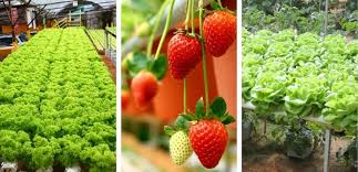 Strawberry garden hotel, kundasang, sabah. 35 Tempat Menarik Di Cameron Highland Edisi 2021 Yg Popular