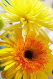 Pin On Flowers And Plants