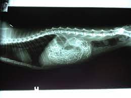 My Cat Ate What 5 Insane X Rays Cats X Ray Old Cats