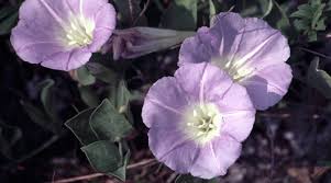 Image result for Bonamia