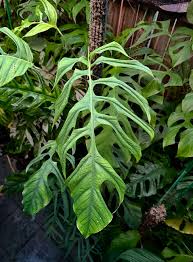 Image result for Bulbostylis filamentosa