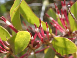 Image result for Agelanthus