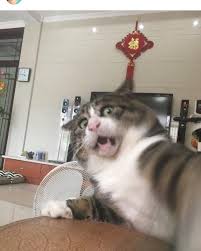 150 gambar kucing lucu dan imut. 37 Gambar Kucing Lucu Gendut