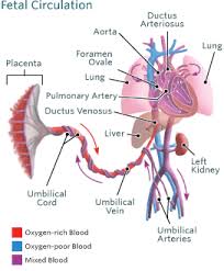 Blood flow through the heart. Blood Circulation In The Fetus And Newborn Children S Hospital Of Philadelphia