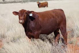 Black Angus Calves For Sale Near Me For Sale Brangus Bul Fawn Colour Beef Cattle Cattle