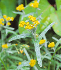 Image result for Gnaphalium