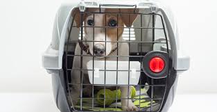 Read hotel reviews and choose the best hotel deal for your stay. Across The Universe Como Levar Seu Cachorro Ou Gato Para Portugal
