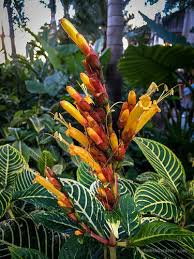 Image result for Sanchezia speciosa