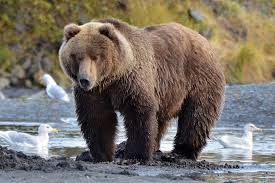 Females approach their smaller full size at 6. Kodiak Bear Bear Paradise