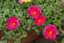 In questo articolo parliamo di quelle più importanti. Portulaca Consigli Coltivazione E Cura