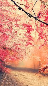Forest Fall Fog Nature 4k Ultra Hd Mobile Wallpaper Nature Wallpaper Nature Desktop Wallpaper 3d Nature Wallpaper